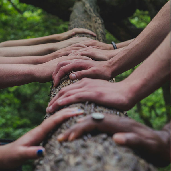 several pairs of hands on a tree trunk in a forest